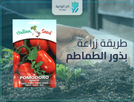 طريقة زراعة بذور الطماطم