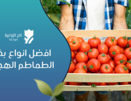 افضل انواع بذور الطماطم الهجين​