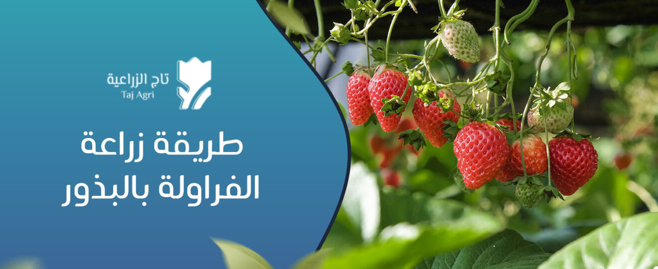 طريقة زراعة الفراولة بالبذور​